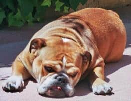 Ines primer bulldog sharonbull