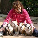 Bulldog Inglés cachorros