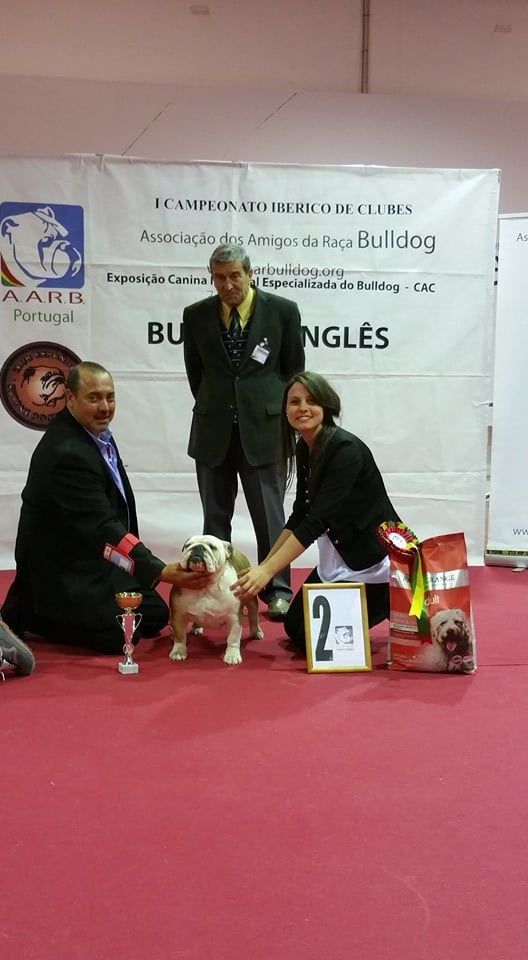 sharonbull Bulldog Portugal