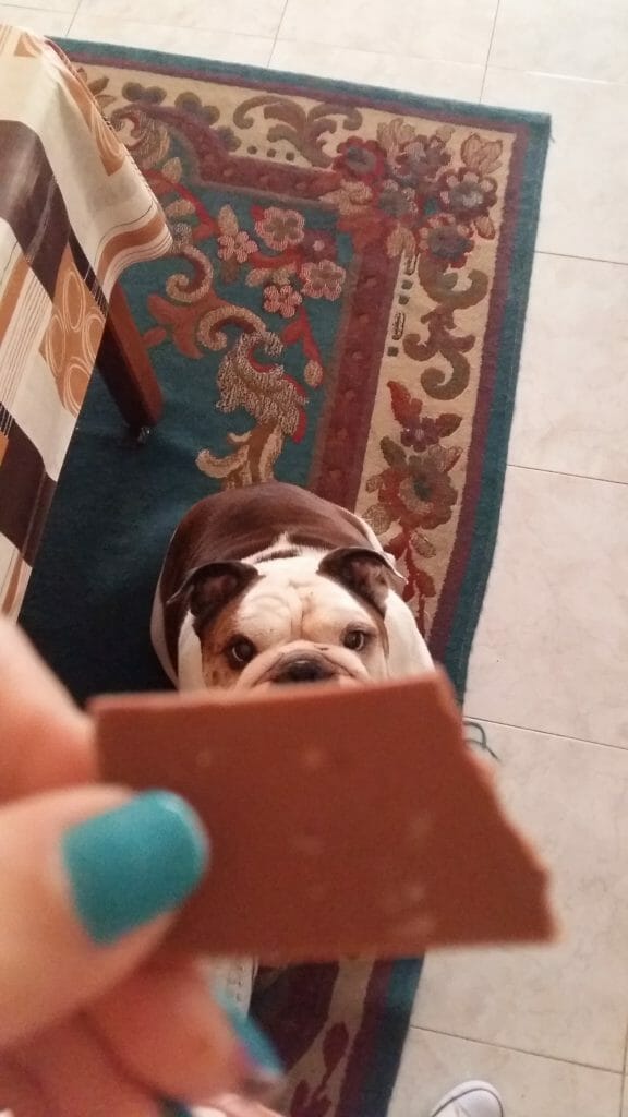 Bulldog chocolate