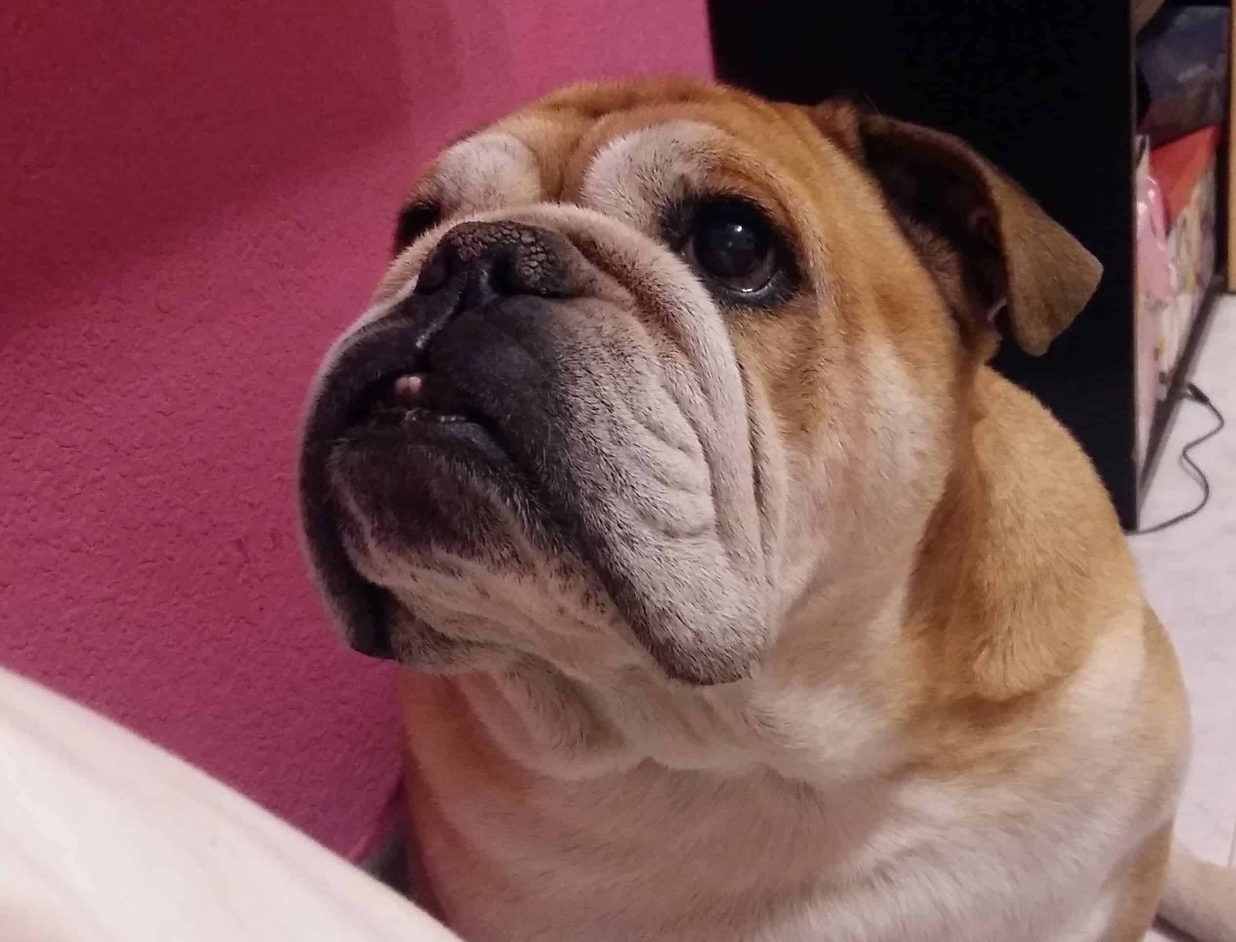 Bulldog campeona españa veteranos