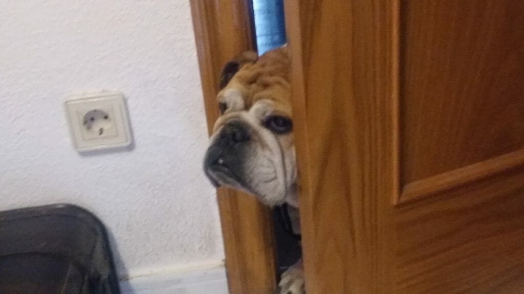 Bulldog hogar