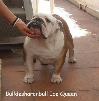 bulldog amiga