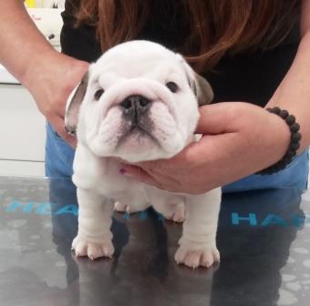 Bulldog amigo cachorro