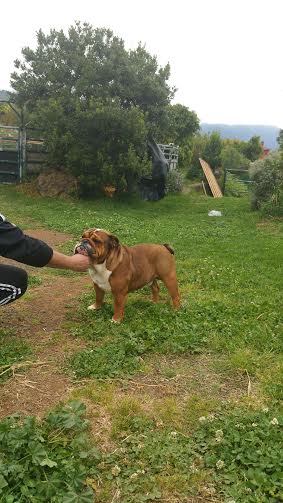 bulldog 