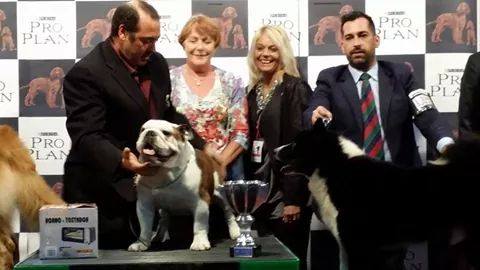 BIS ROCCO BULLDOG