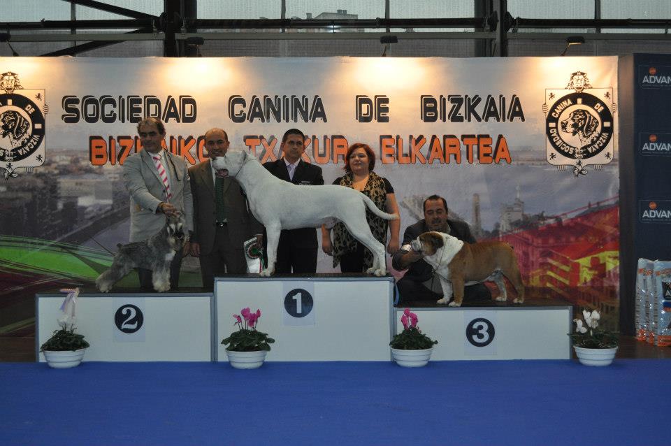 Bulldog dog show