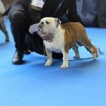ChBulldesharonbull Ivory campeona