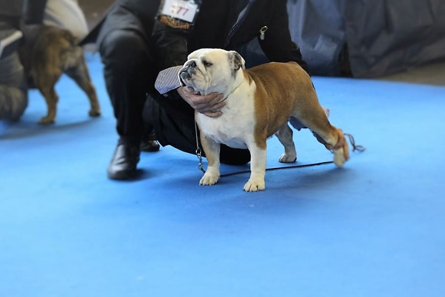 Ivory hembra bulldog campeona de Sharonbull