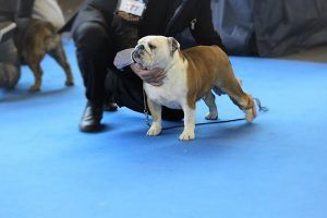 ChBulldesharonbull Ivory campeona