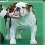Bulldog inglés