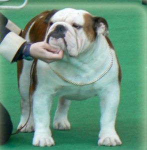 Bulldog inglés