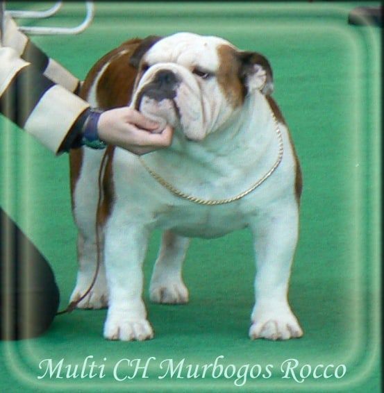 foto espectacular Bulldog