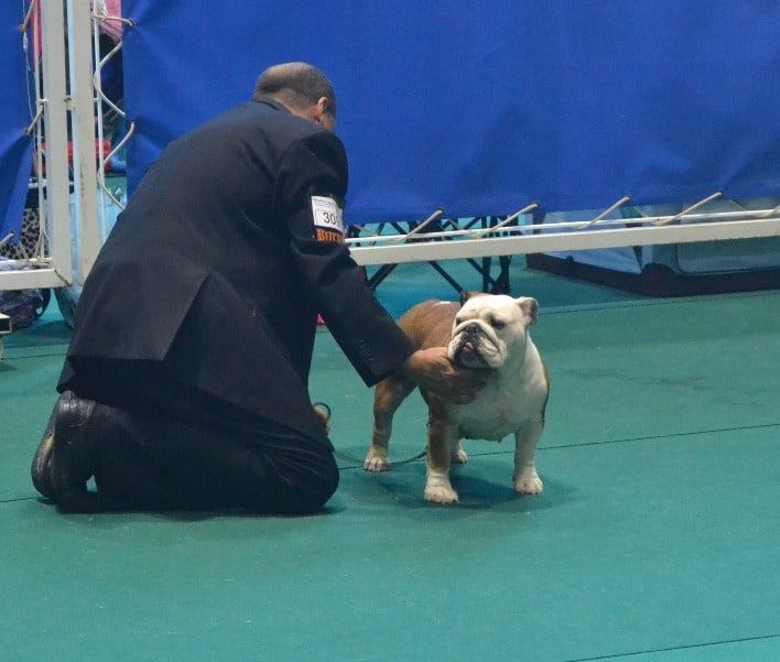 ganadora Gibraltar Bulldog dosg show