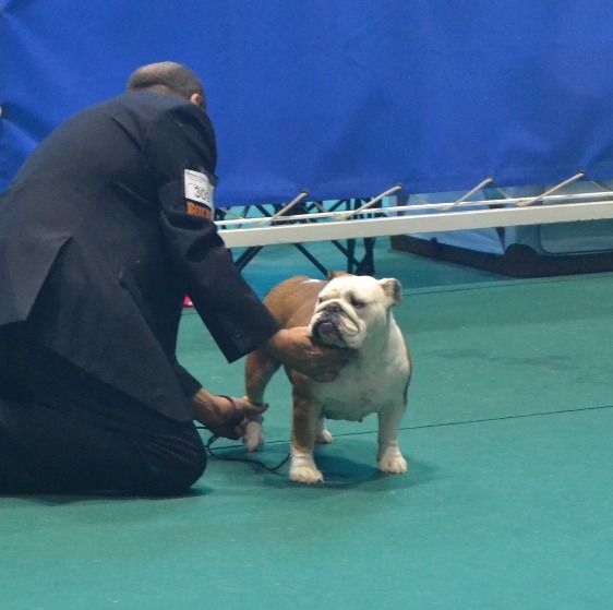 seleción y cria de bulldog