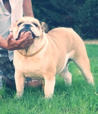 bayron bulldog ingles criador Mallorca