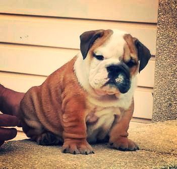 cachorros de Bulldog