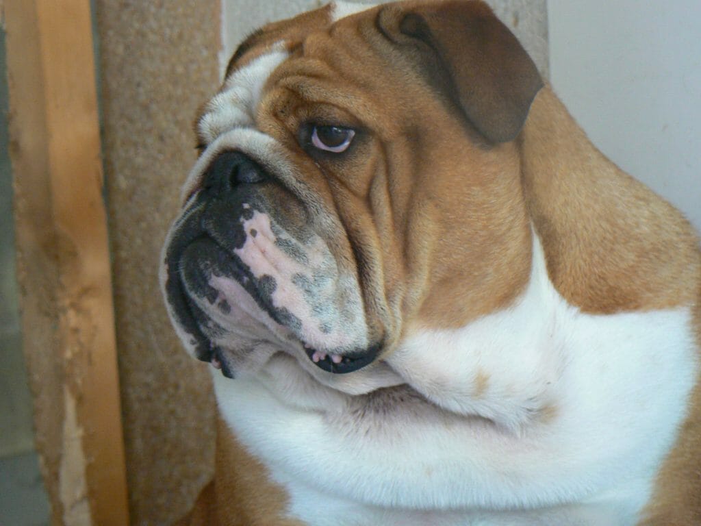 cabeza Bulldog hembra