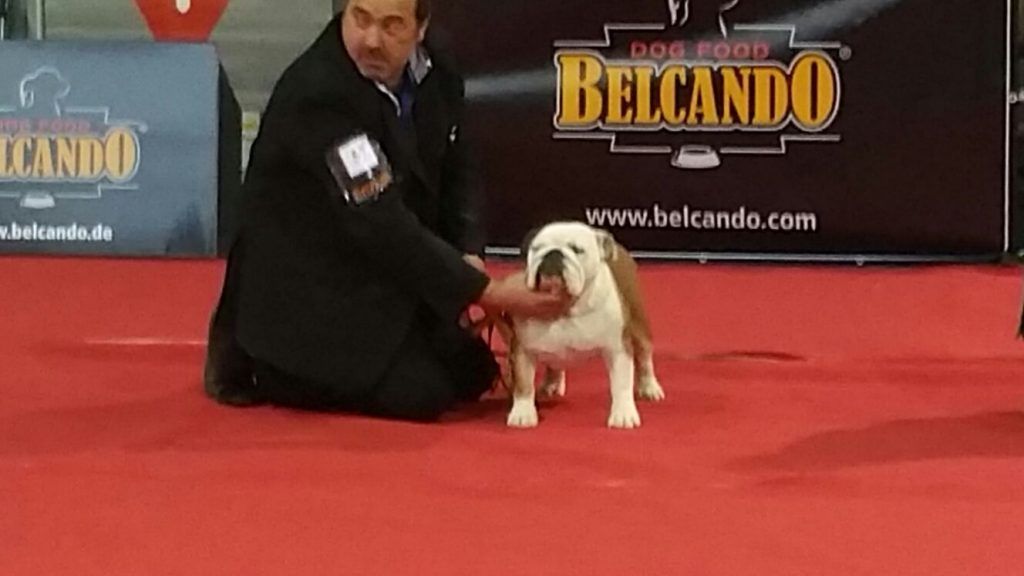 criador de bulldog barcelona