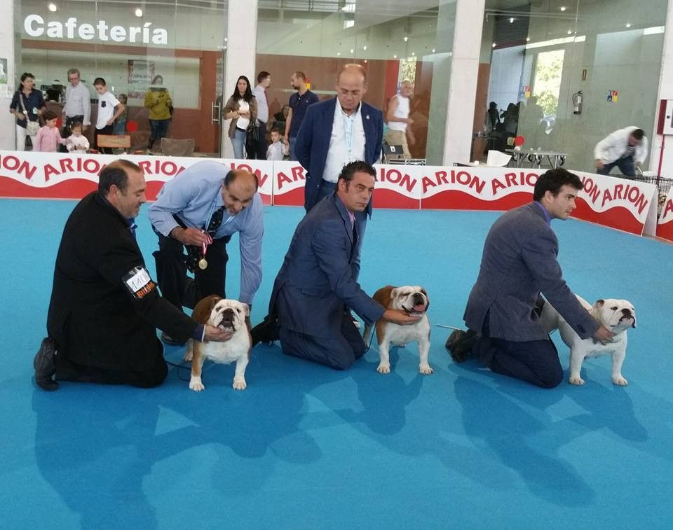 Bulldog ingles salud