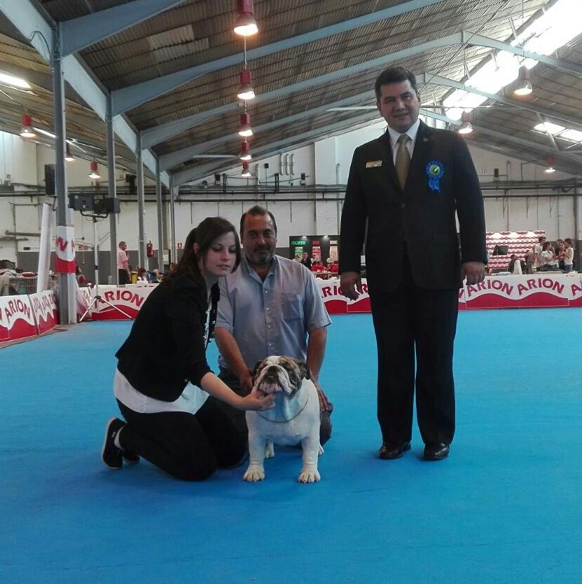 cachorro de bulldog