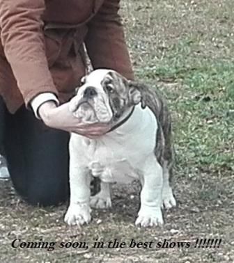 Jr CH Sharon-Max with Maximus jabull , sharonbull Bulldog