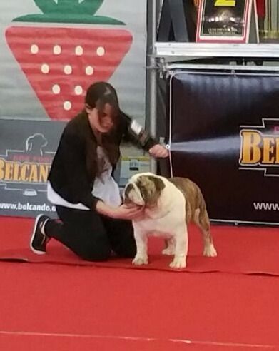 Bulldog Inglés campeón