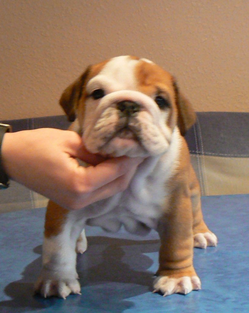 cachorro Bulldog Michael jackson 45 días
