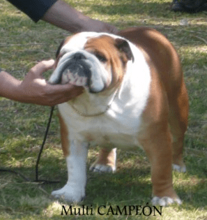Multi CH Bulldesharonbull Michael Jackson