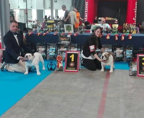 Jr CH Sharon-Max with Maximus jabull , sharonbull Bulldogs