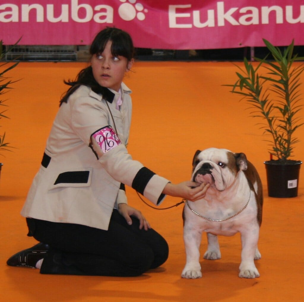 handler bulldog sharonbull 2