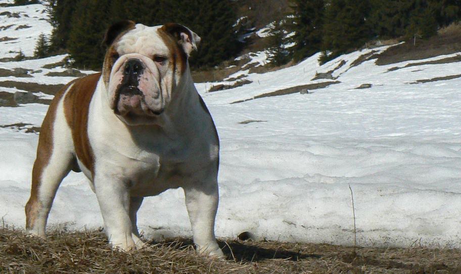 CH MURBOGOS ROCCO campeon de suiza