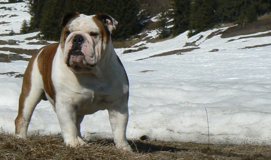 Bulldog Champion
