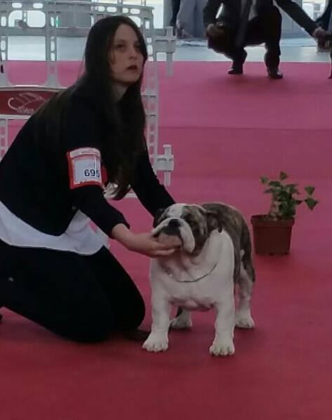 Sharon-max sharonbull bulldog