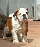 cachorra