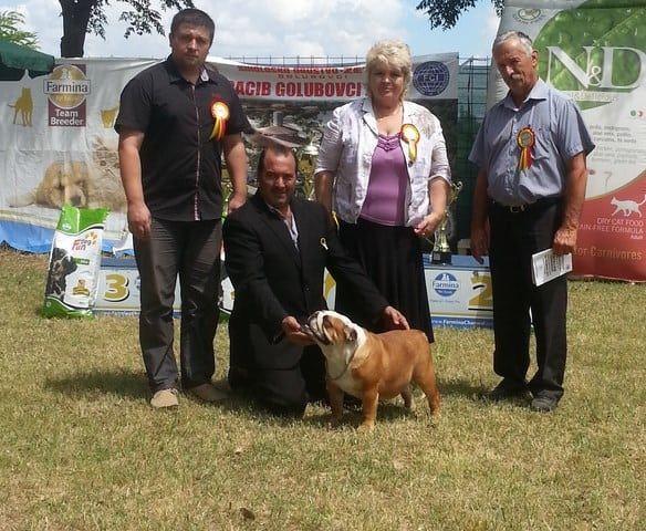 CH Bulldesharonbull Whitney Houston campeona Bulldog