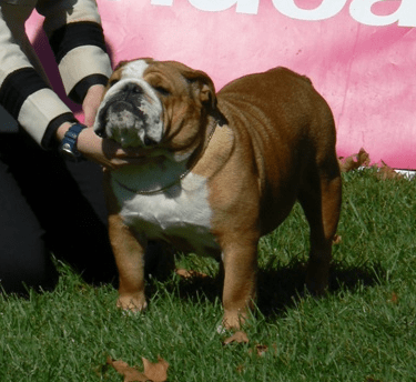 portugal Bulldogs