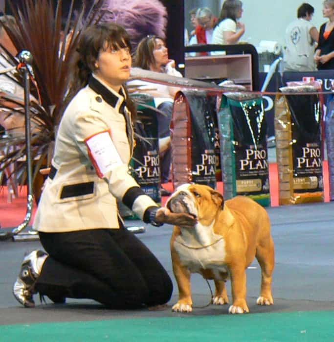 campeona internacional Bulldog sharonbull