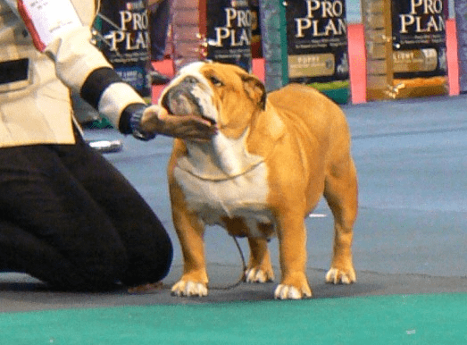 Bulldog Inglés sharonbull