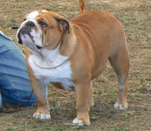 english Bulldog