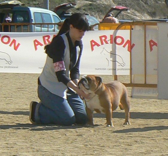 Bulldog Inglés sharonbull CH Bulldesharonbull at aquarius with candevico campeona internacional