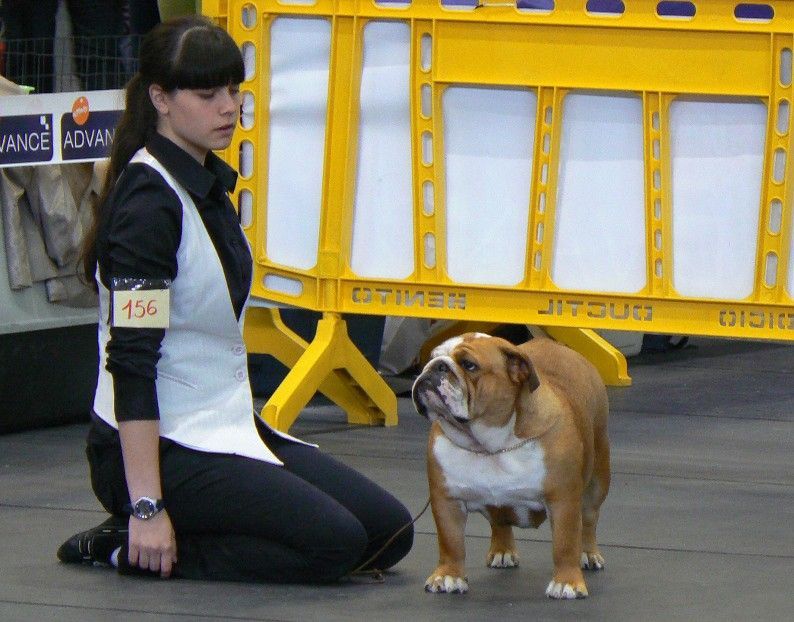 Luxemburgo Bulldogs