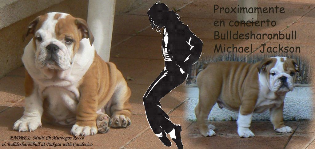 Michael cachorro Bulldog sharobull