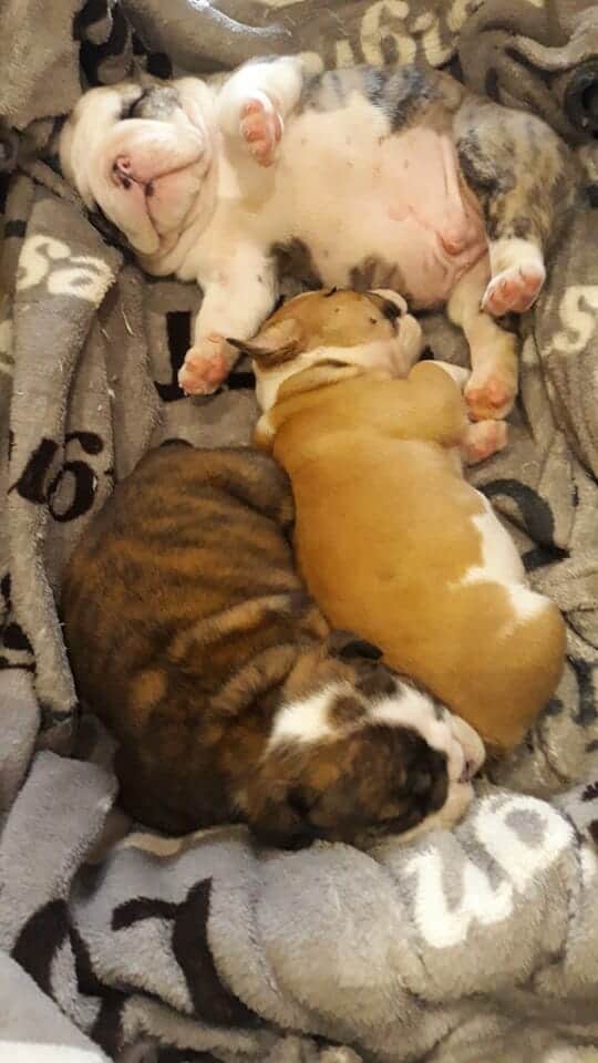 cachorros bulldog camada