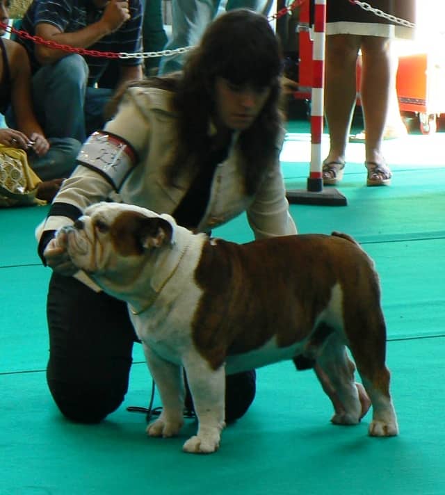 foto Bulldog macho gibraltar