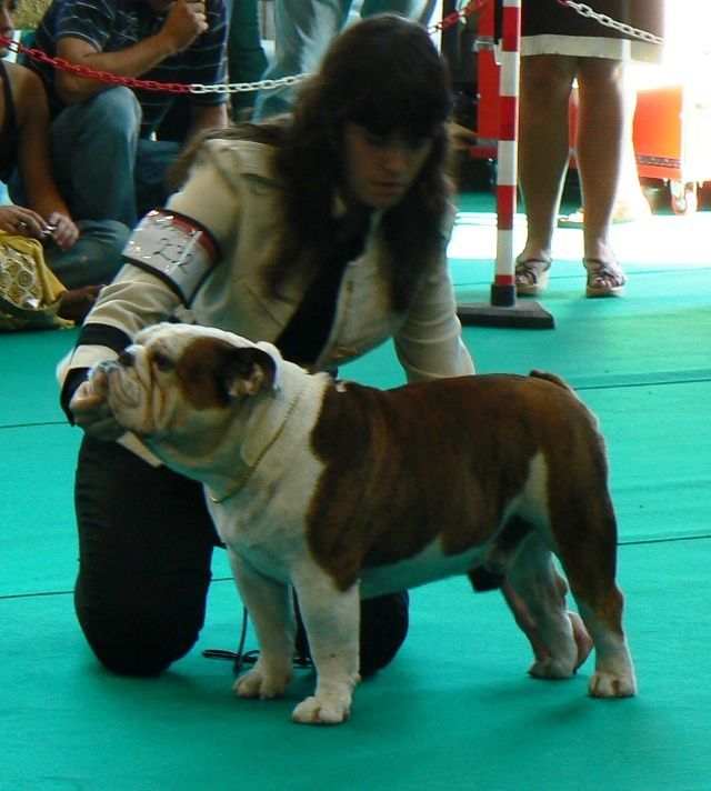 CH Murbogos Rocco, Sharonbull Bulldog