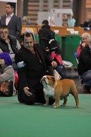 CH Bulldesharonbull at aquarius with candevico