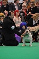 foto crufts Bulldog