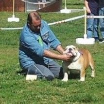 cachorro de Bulldog ingles, Ch Bulldesharonbull Dangerous
