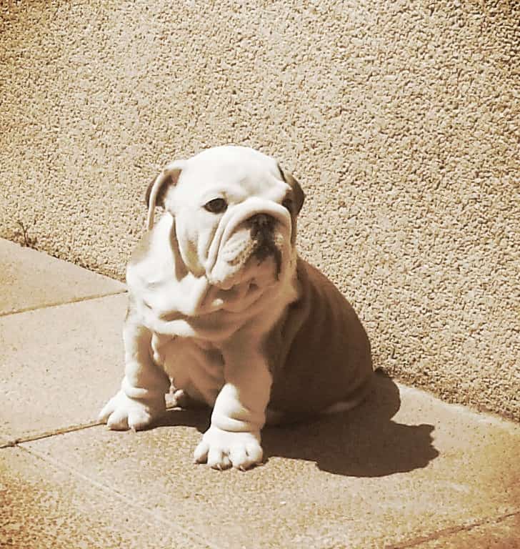 foto espectacular bulldog cachorro